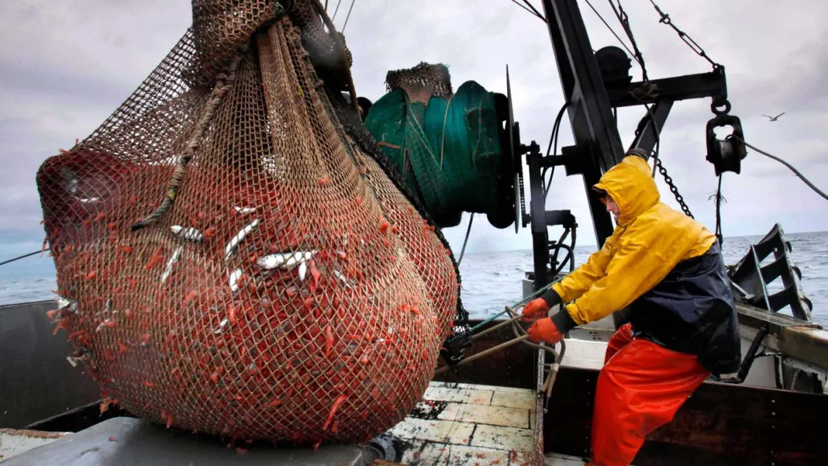 New England’s shrimp fishery to shut down for the long haul after years of decline